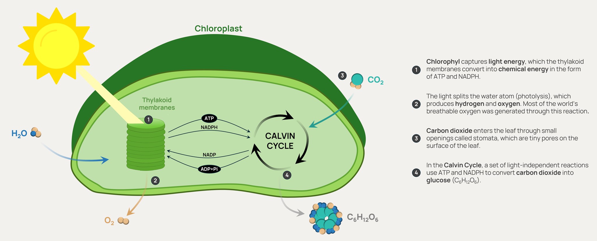 Chloroplast Orennia