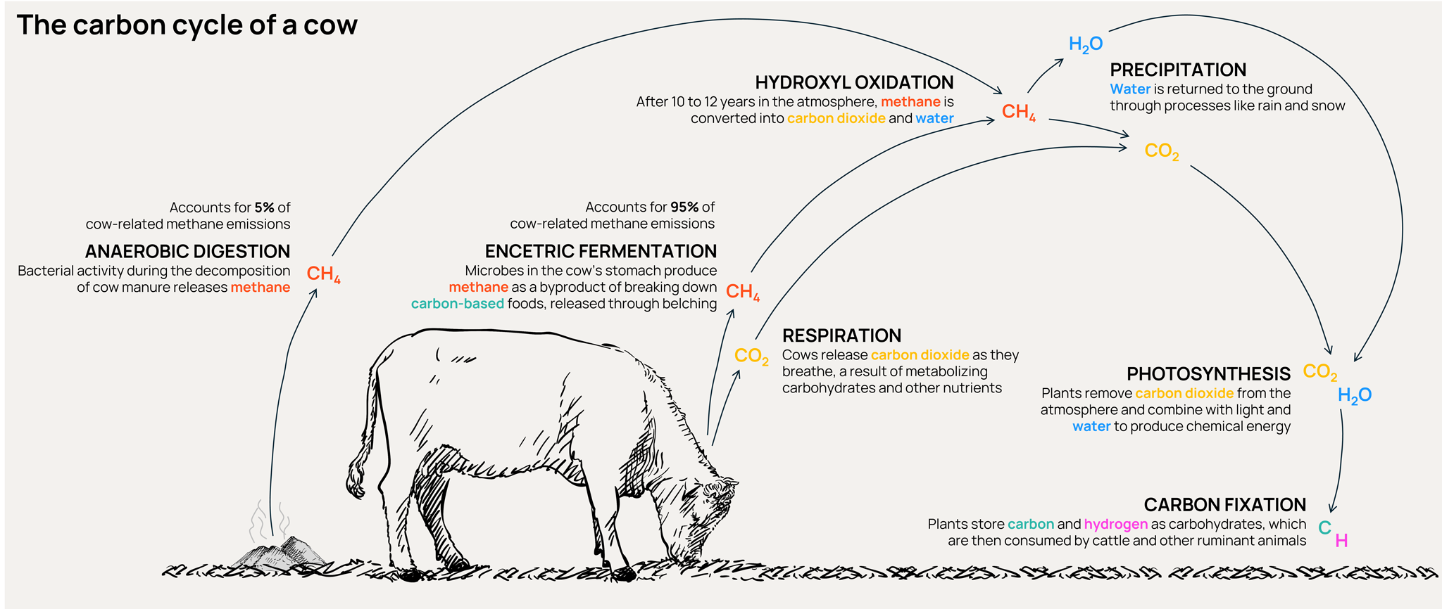 The Carbon Cycle of a Cow Orennia