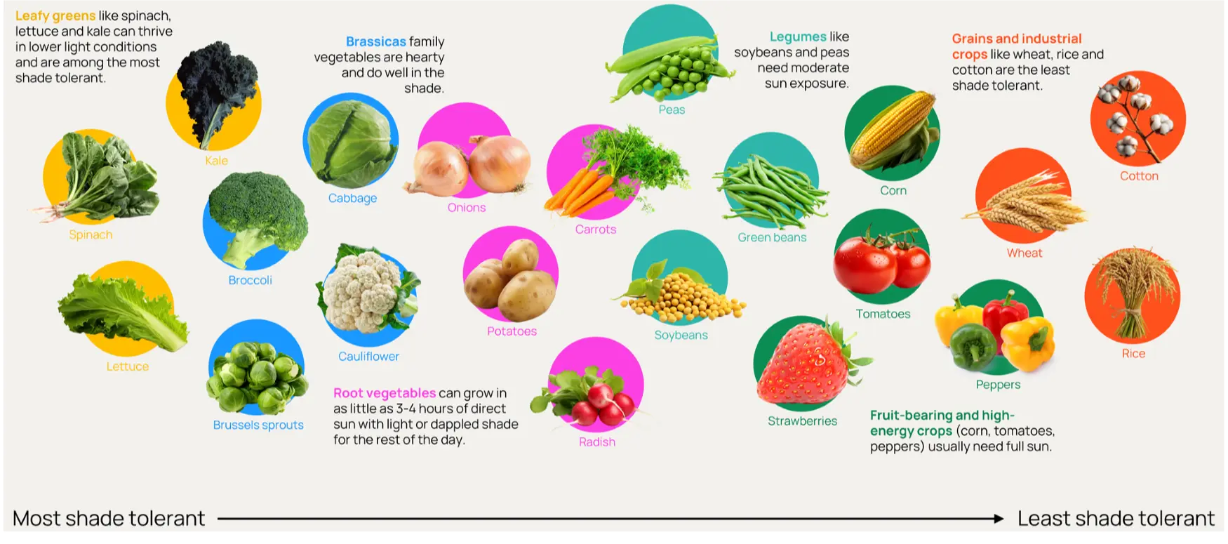 Shade Tolerance of Various Crops Orennia